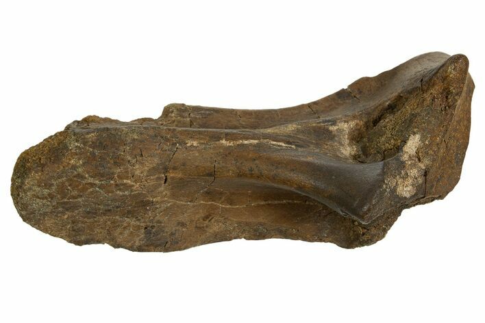 Fossil Dinosaur Transverse Process - Judith River Formation #326428